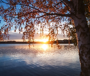 Brzoza, Wschód słońca, Jezioro, Drzewo