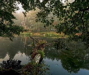 Rzeka, Drzewa