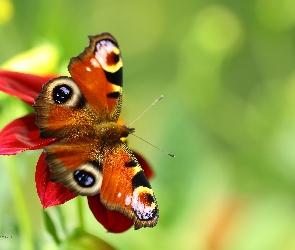 Motyl, Owad, Rusałka Pawik