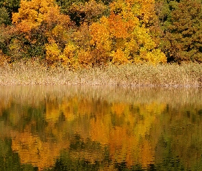 Odbicie, Drzewa, Jesień, Jezioro