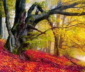 Jesień, Kolorowa, Drzewa, Las, Liście, Mgła