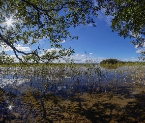 Odbicie, Trawy, Drzewa, Jezioro, Promienie, Słońca