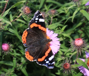 Motyl, Rusałka admirał