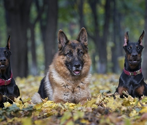 Dobermany, Owczarek Niemiecki, Jesień, Park, Liście, Poranny spacer