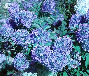 Hortensje, Ogród, Liście, Niebieskie