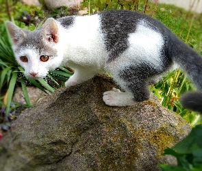 Kamień, Rośliny, Kot