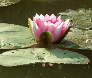 Przyroda, Lilia wodna, Kwiat