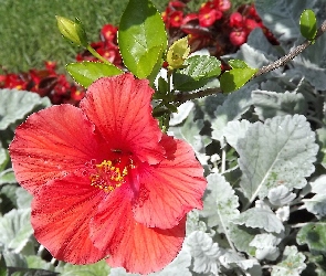 Kwiat, Ogród, Czerwony, Hibiskus