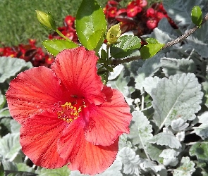 Ogród, Czerwony, Kwiat, Hibiskus