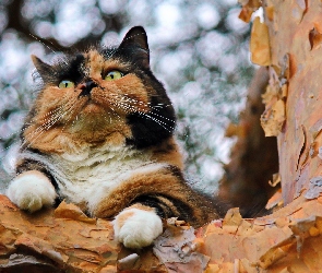 Kot, Bokeh, Drzewo