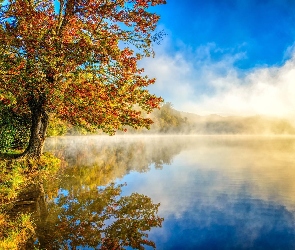 Mgła, Drzewa, Jezioro