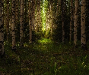 Las, Przebijające światło, Brzozy