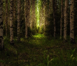 Brzozy, Przebijające światło, Las