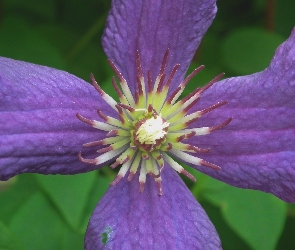 Kwiat, Clematis, Przyroda