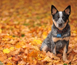 Australijski pies pasterski, Liście, Australian Cattle Dog