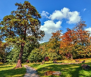 Ścieżka, Drzewa, Jesień, Park