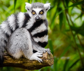 Lemur, Ogon