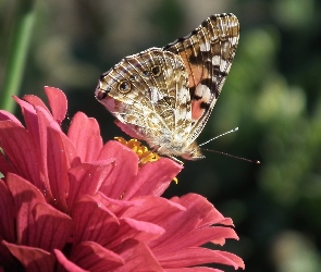 Cynia, Kwiat, Motyl, Rusałka osetnik