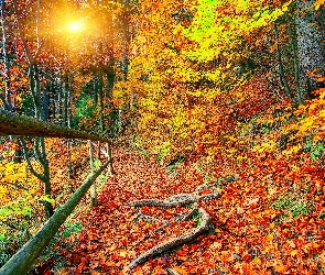 Jesień, Promienie słońca, Ścieżka, Poręcz, Las