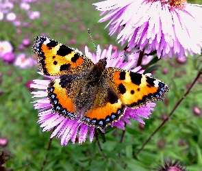 Rusałka pokrzywnik, Motyl