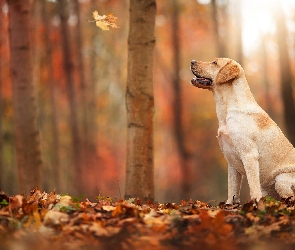 Labrador, Liście L, Las, Jesień, Pies