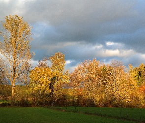 Jesień, Drzewa, Kolorowe