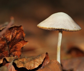 Liście, Jesień, Grzyb