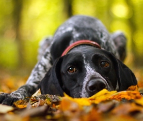 Pies, Liście, Jesień