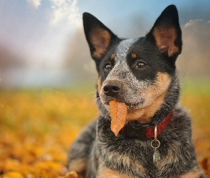 Australian Cattle Dog, Australijski pies pasterski