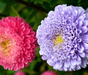 Kwiat, Aster, Przyroda