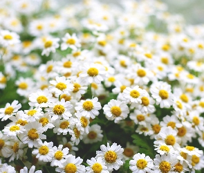 Rumianki, Kwiaty