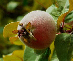 Owoc, Pigwa, Przyroda