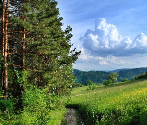 Droga, Chmury, Łąki, Lasy, Polna