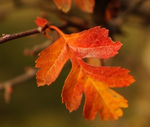 Liść, Gałązka, Jesienny