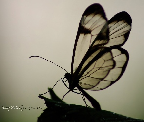 Kontur, Motyl, Glass, Wing