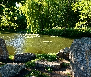 Drzewa, Kamienie, Park, Staw