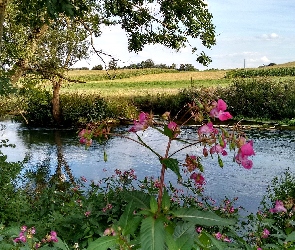 Pole, Kwiaty 
, Rożowe, Drzewa, Rzeka