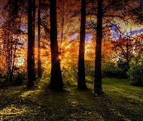 Las, Słońca, Promienie, Drzewa