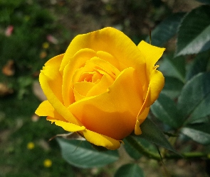 Makro, Kwiat, Żółta, Róża
