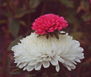 Przyroda, Aster, Kwiat