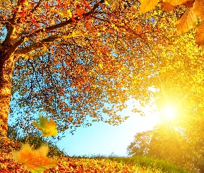 Jesień, Drzewo, Przebijające Światło