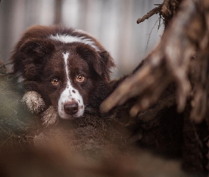 Oczy, Border Collie, Pysk