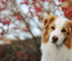 Bokeh, Czerwony, Border, Collie