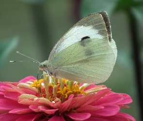 Motyl, Cynia, Kwiat, Bielinek
