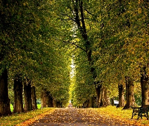 Park, Droga, Jesień, Drzewa, Liście, Ławki