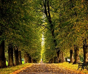 Jesień, Liście, Droga, Park, Ławki, Drzewa