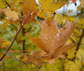 Gałązka, Klonu, Liście