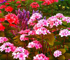 Kwiaty, Ogród