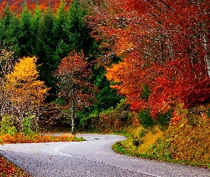Jesień, Liście, Drzewa, Droga