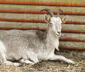 Koza, Samica